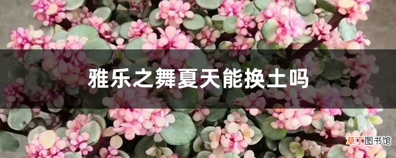 雅乐之舞夏天能换土吗，用什么盆种