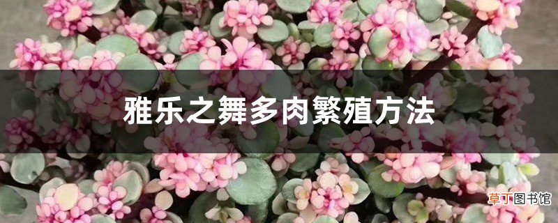 雅乐之舞多肉繁殖方法，可以分株吗