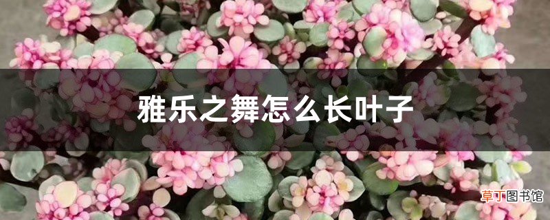 雅乐之舞怎么长叶子，生长速度快吗