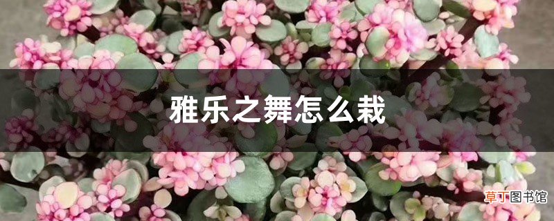 雅乐之舞怎么栽，什么时候移种