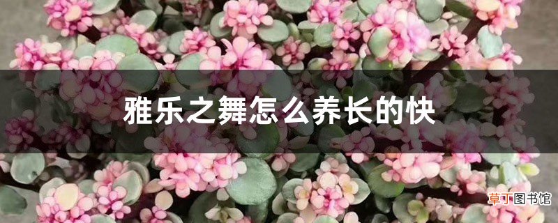雅乐之舞怎么养长的快，怎样爆花