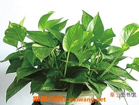 最适合家中养的十大植物