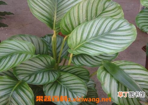 肖竹芋长虫怎么办