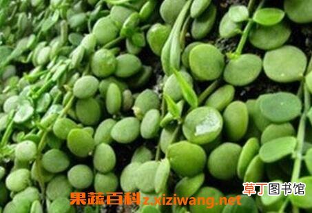 眼树莲的作用和副作用