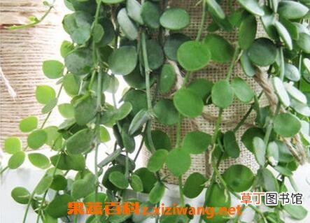眼树莲的作用和副作用