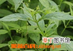 玄参的功效与作用及食用方法
