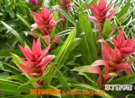 丹尼斯花的功效与作用 丹尼斯花的药用价值