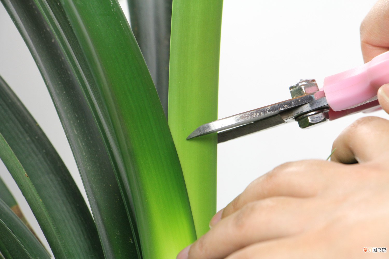 绿萝君子兰...擦点增亮剂，叶子绿得照人影，还能杀菌消毒！