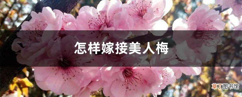 怎样嫁接美人梅，如何繁殖