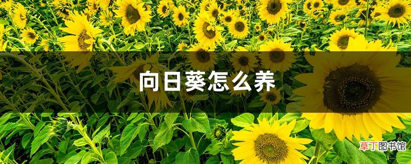 向日葵怎么养