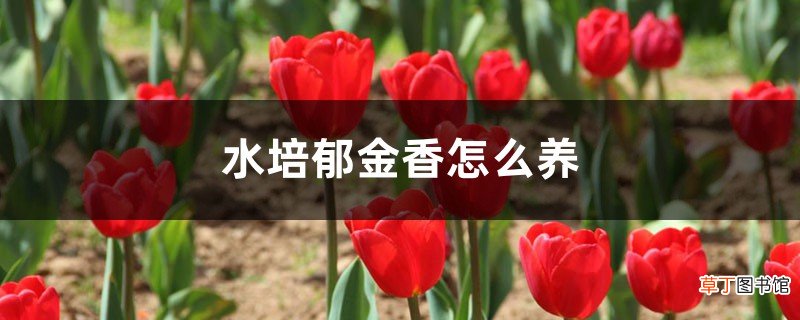 水培郁金香怎么养，能活多久