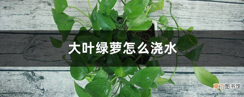 大叶绿萝怎么浇水，养殖方法和注意事项