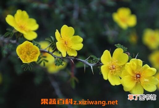 野生黄刺玫的功效与作用