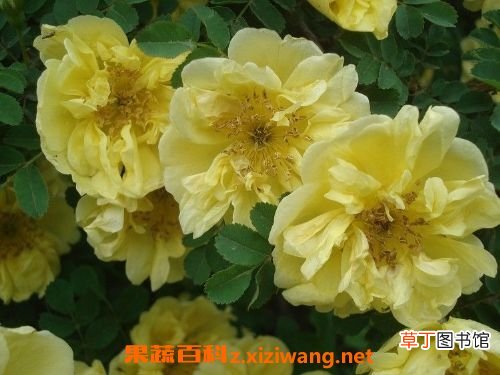 野生黄刺玫的功效与作用