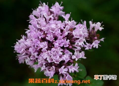 百里香图片 百里香的养殖方法和注意事项