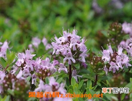百里香图片 百里香的养殖方法和注意事项