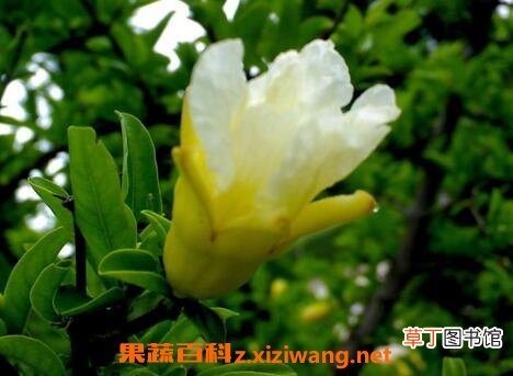 白花石榴树的药用价值与功效