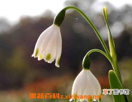 夏雪片莲的作用与养殖方法