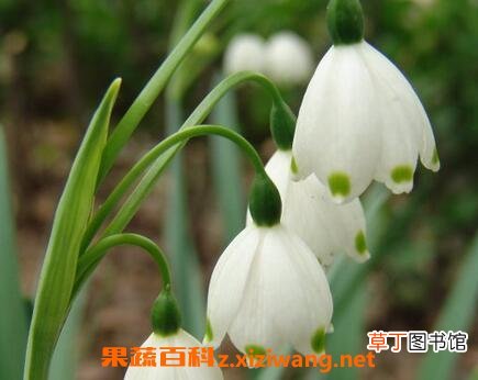 夏雪片莲的作用与养殖方法
