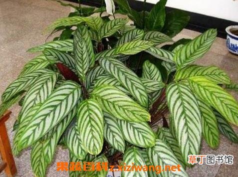 花叶竹芋的种植方法和病虫害防治