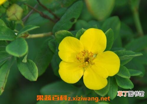 金露梅的功效与作用与食用禁忌