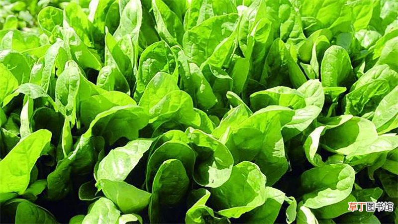 绿色糯米饭用什么植物做的