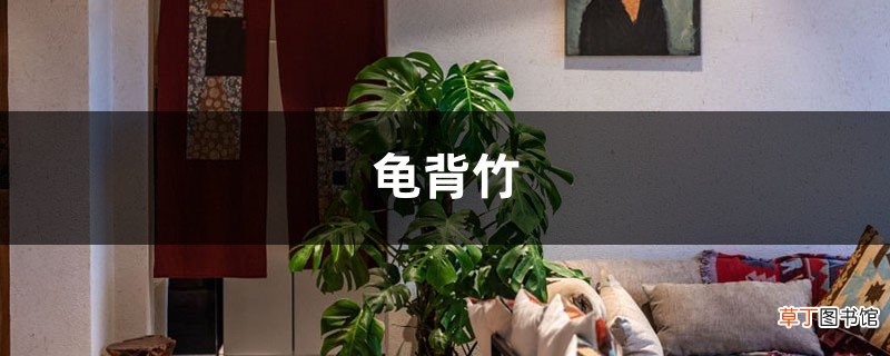 “龟背竹”冬日叶子发蔫，用“它”兑清水，稀释后喷叶片，几天就变油绿！
