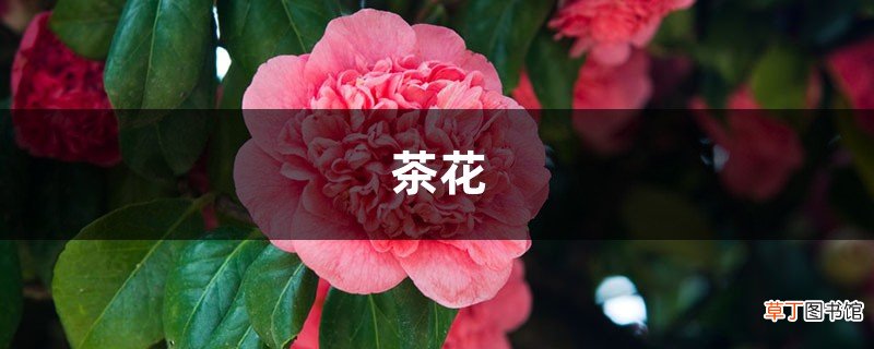 茶花“开花”少，一粒“药片”喂下，花苞呼呼窜，能看好几个月！