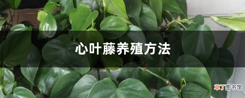 心叶藤养殖方法