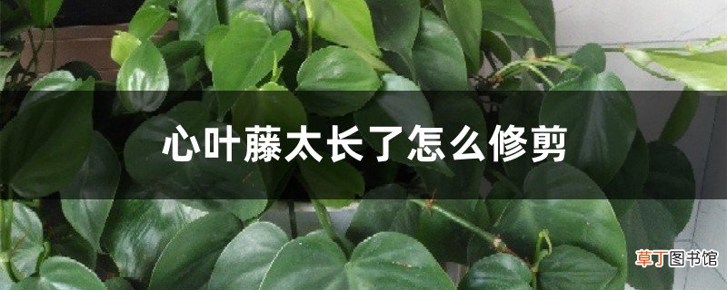 心叶藤太长了怎么修剪