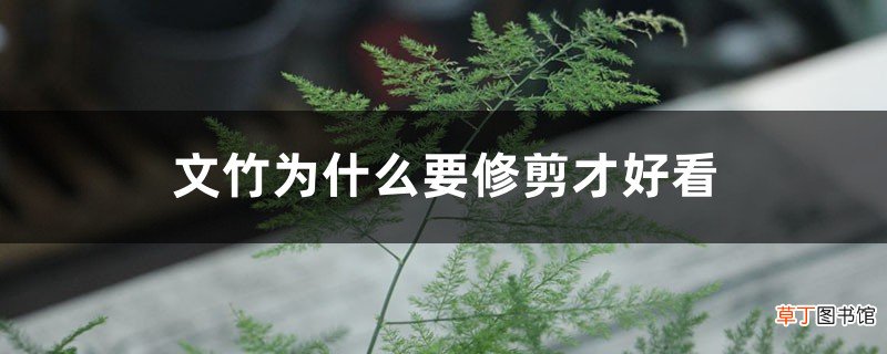 文竹为什么要修剪才好看