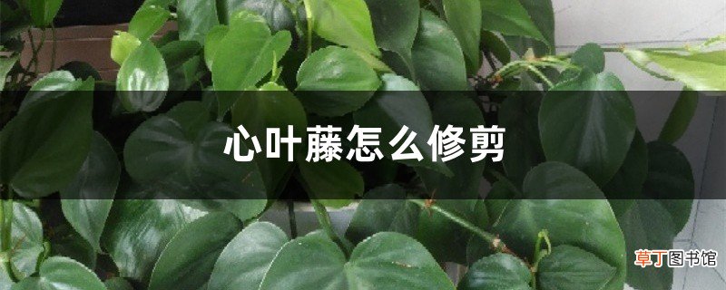 心叶藤怎么修剪