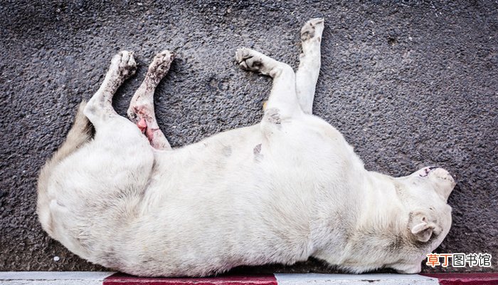 梦见把狗打死了是什么意思