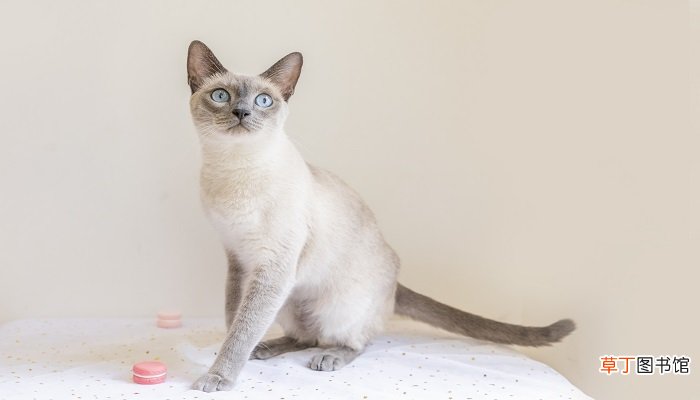 梦到猫什么预兆