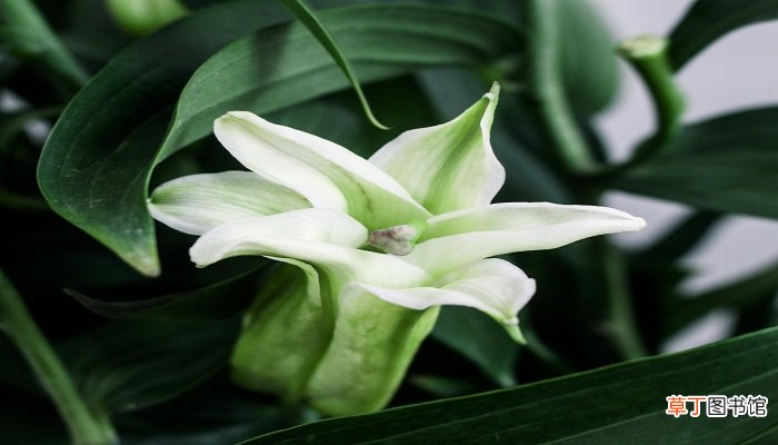 梦见百合花是什么意思