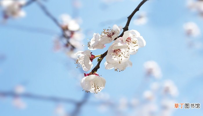 梦见花草是什么意思呢