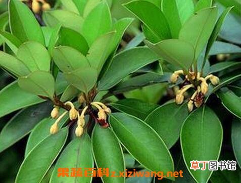 厚皮香花的功效与作用