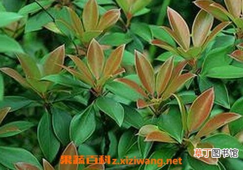 厚皮香花的功效与作用