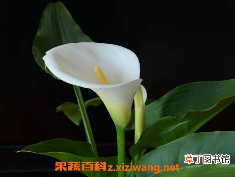 花开的最好看的植物 什么花最好看