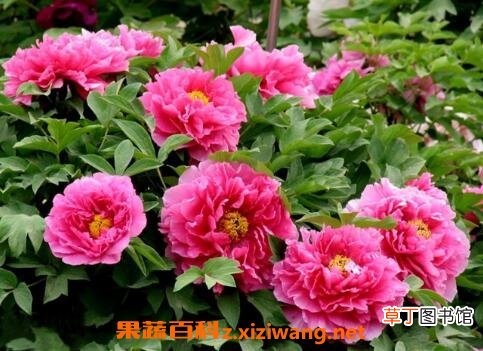 花开的最好看的植物 什么花最好看
