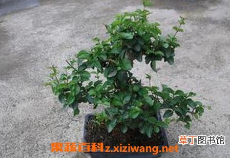 山指甲盆景图片 山指甲盆景的养殖方法和注意事项