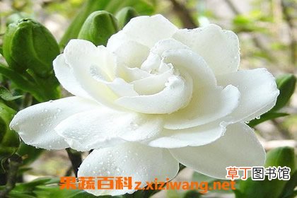 栀子花的养殖方法和病虫害防治