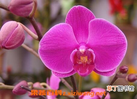 蝴蝶兰图片 蝴蝶兰的养殖方法和注意事项