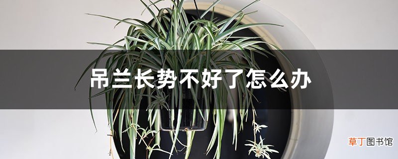 “吊兰”长不好，土里最好藏点“料”，叶子蹿芽蹿不停！