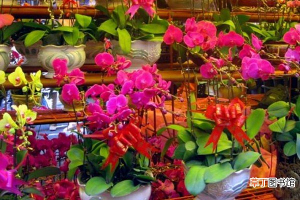 过年逛“花市”，这“3种”花要避开，买回家根本养不活！