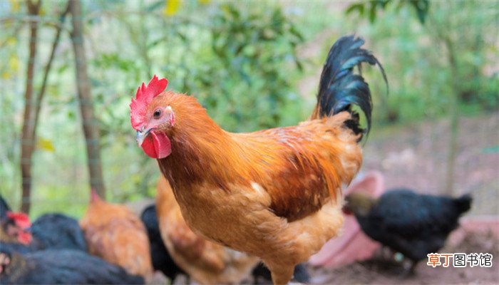梦见鸡窝里有鸡蛋是什么意思