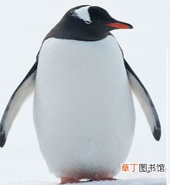 企鹅为什么叫企鹅？ 什么是企鹅