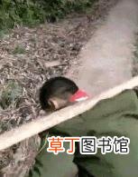 没事猫就过来叫 猫为什么喵喵叫