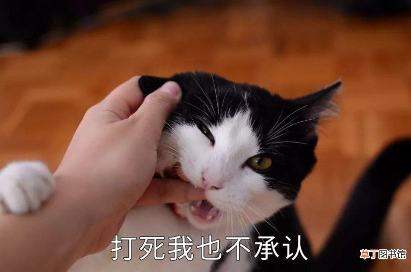 全国最好羊肉排名 羊肉为什么贵