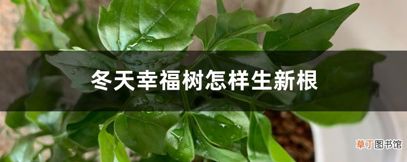 冬天幸福树怎样生新根，冬天怎样浇水